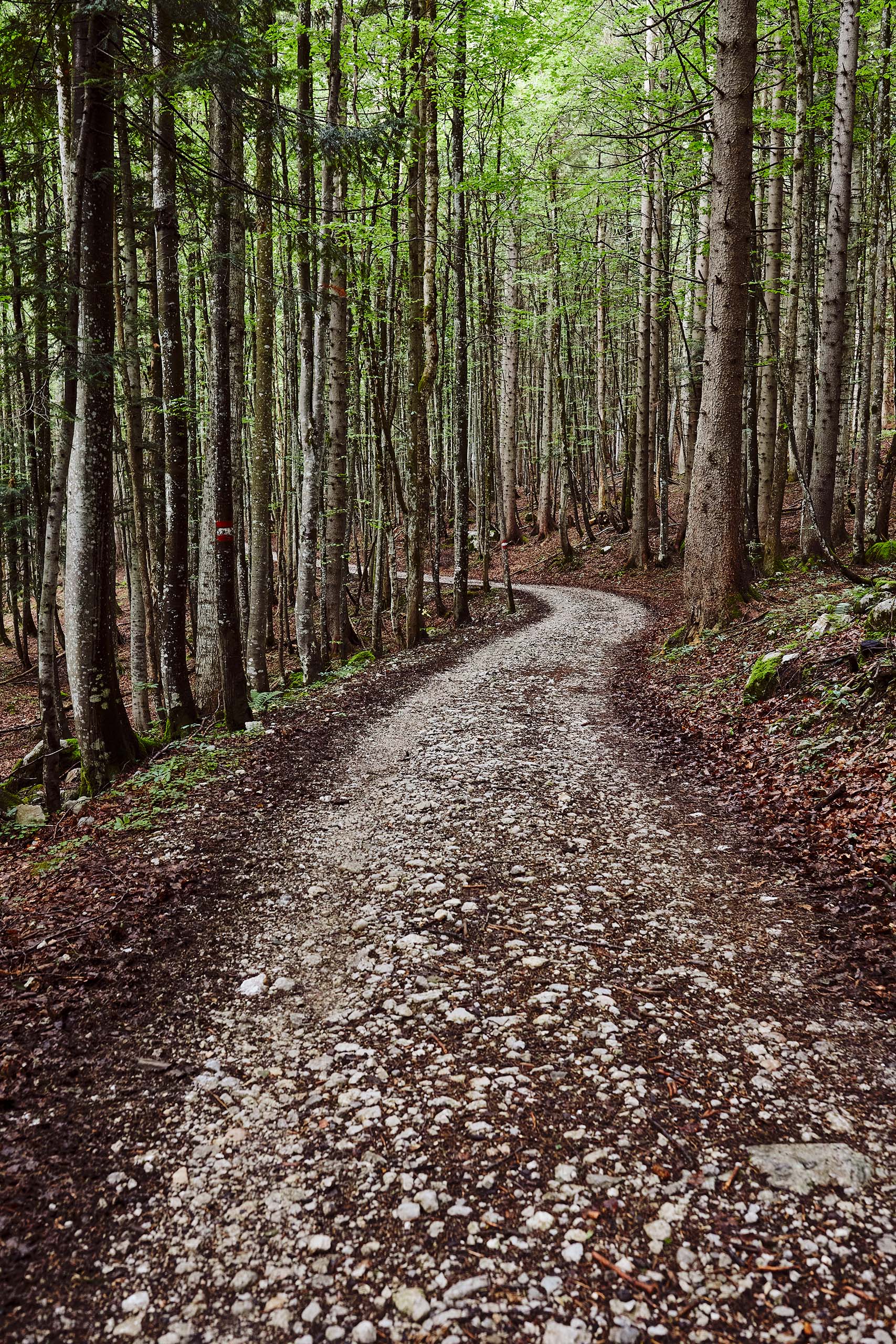 Ein Wanderweg durch den Wald in der Obersteiermark.